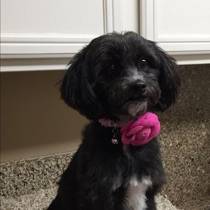 Meet your Posher, Charie